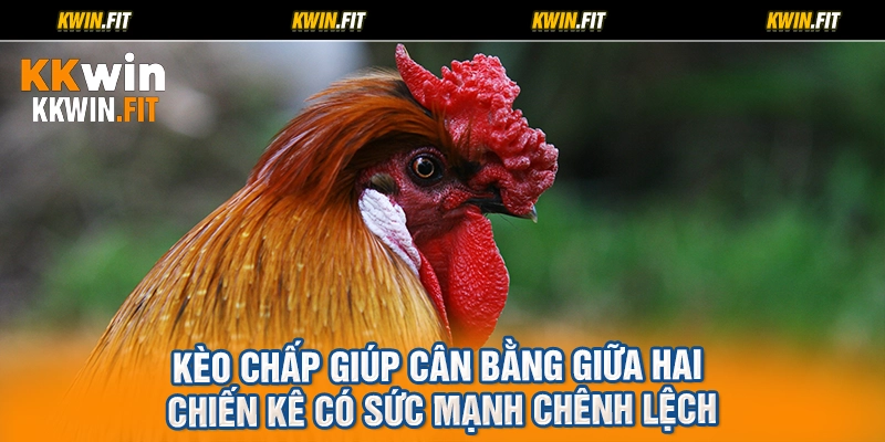 Kèo chấp giúp cân bằng giữa hai chiến kê có sức mạnh chênh lệch